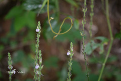 Justicia wynaadensis